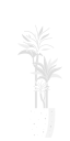 Plant 3